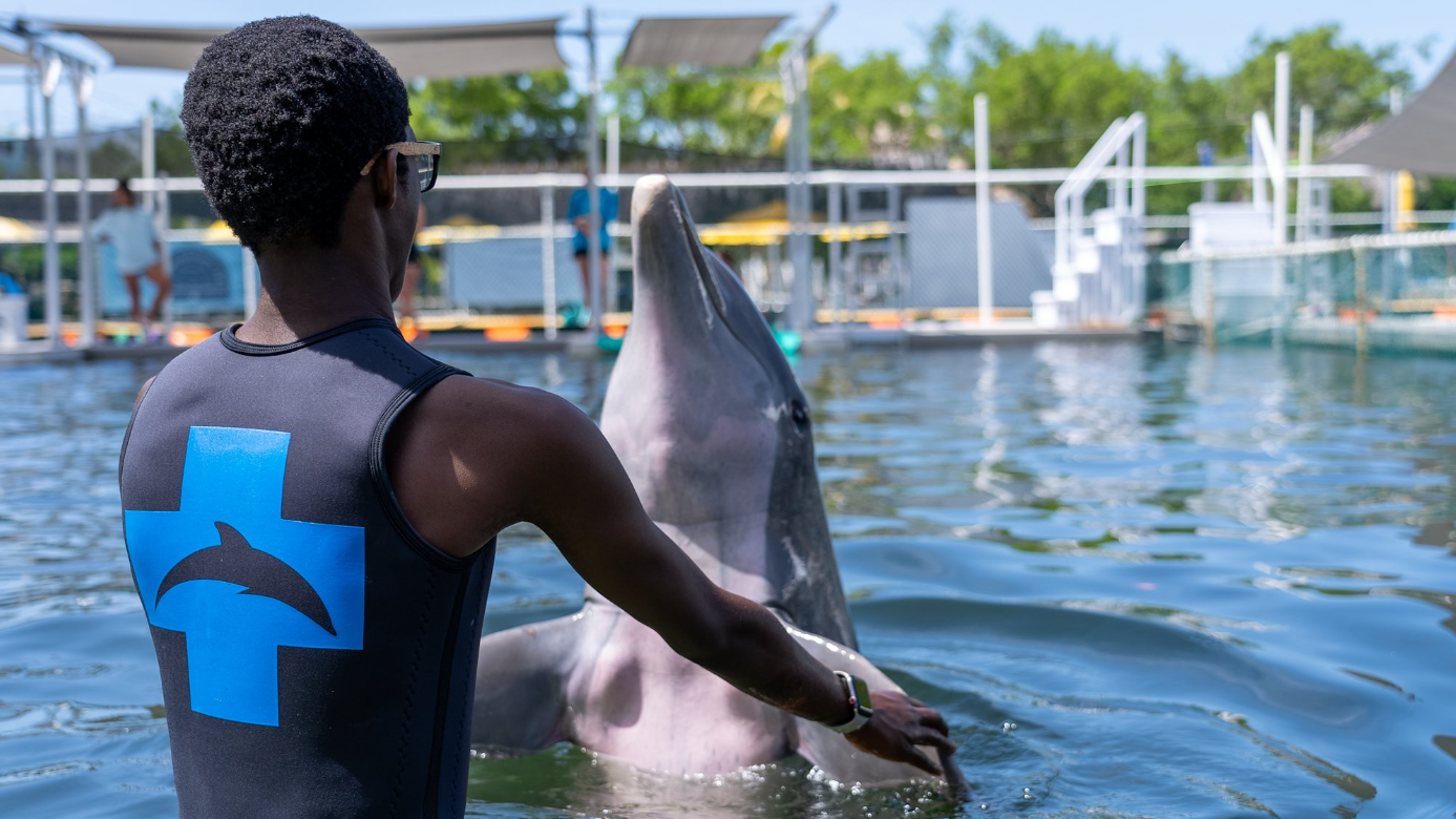 dolphin encounter